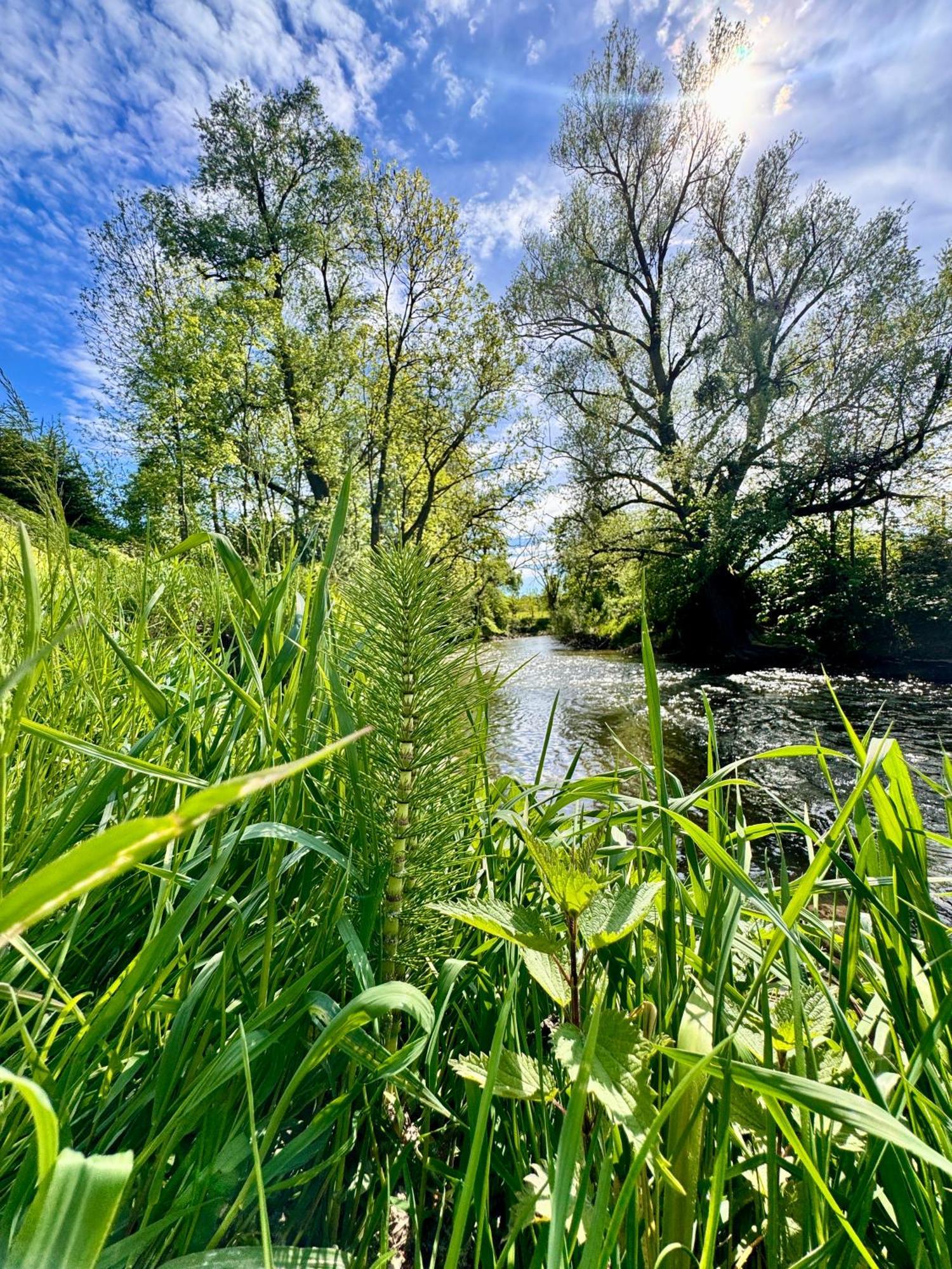 Am Flussgarten Eriskirch Ngoại thất bức ảnh